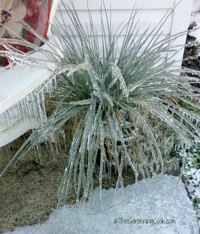 Frozen planter