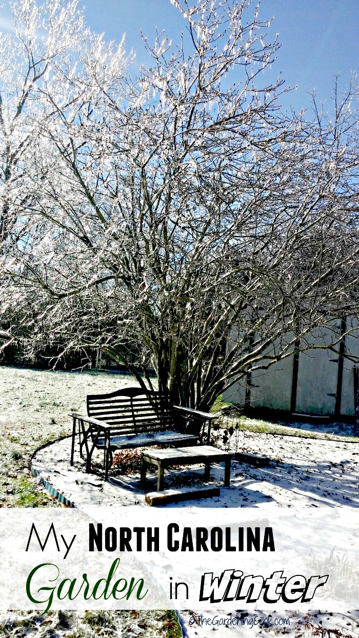 North Carolina is mild most of the year, but sometimes we get a burst of winter. I have a LOT of photos of my garden showing the recent winter storm that hit us this week. See My North Carolina Winter garden onthegardeningcook.com