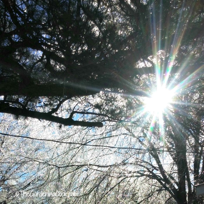 My North Carolina Winter Garden