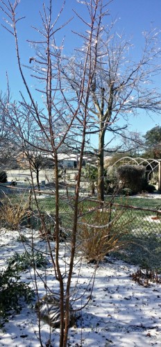 Frozen flowering Hawthorne
