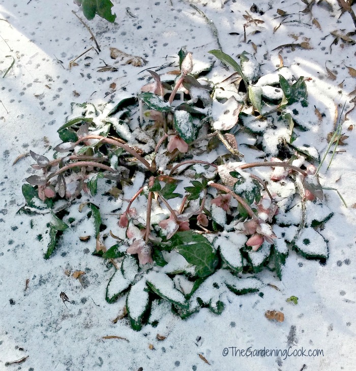 Helleborus in snow in North Carolina