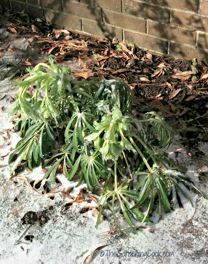 Upright helleborus in the snow in North Carolina
