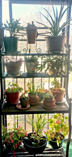 Indoor plants for winter