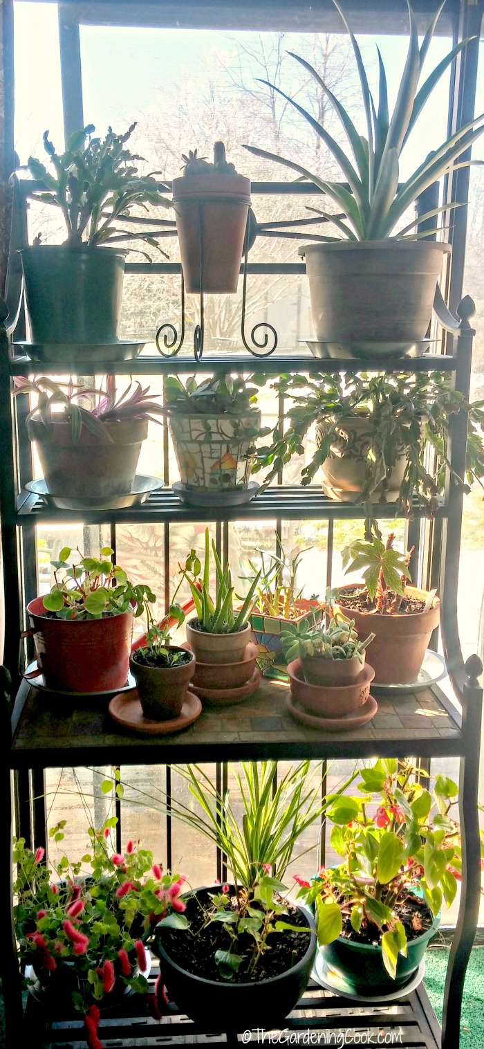 Indoor plants for winter