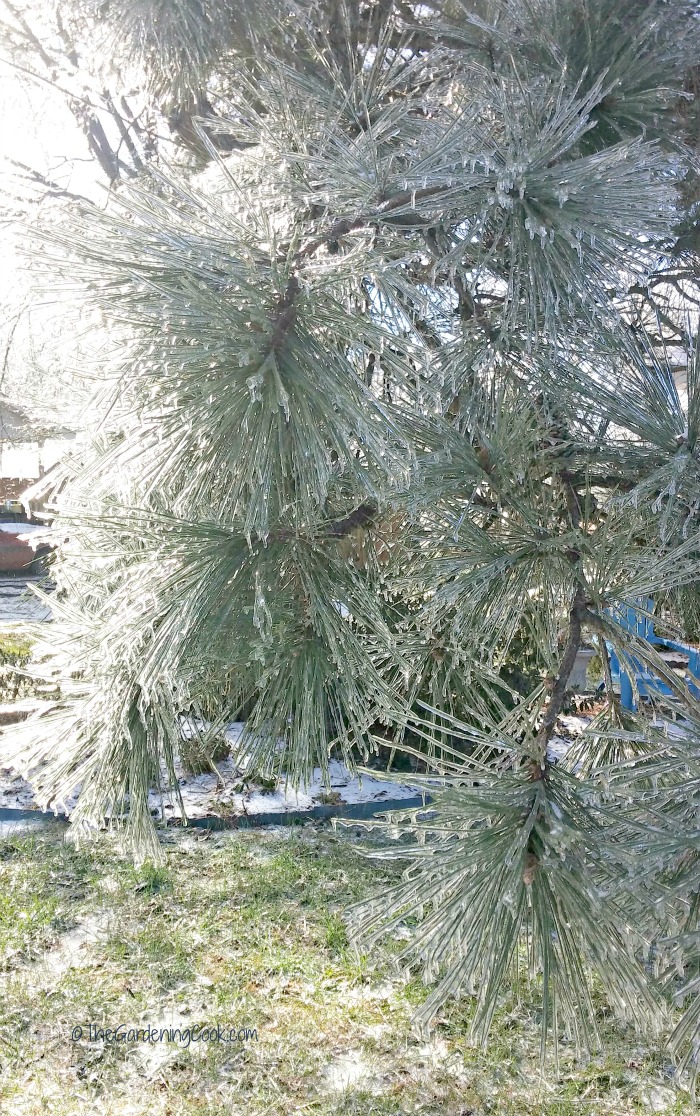 Frozen pine tree in North Carolina