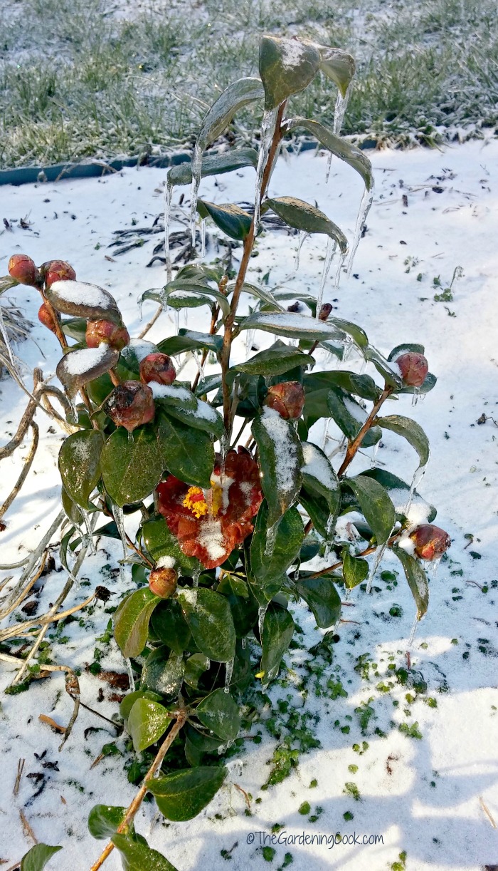 Iced over red camellia in North Carolina