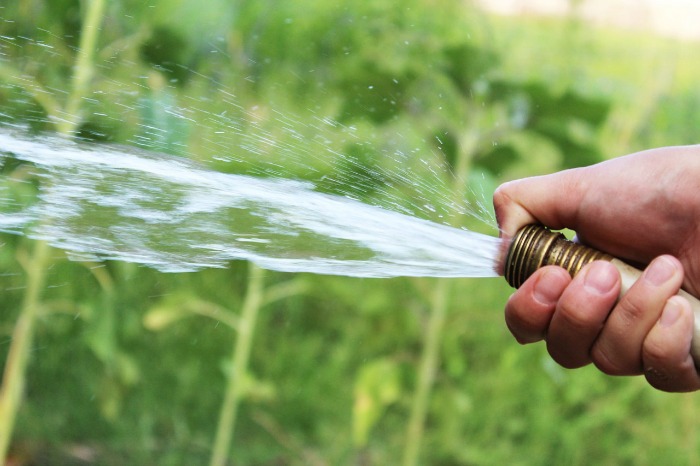 Lawn care tips #10. Water early in the morning.