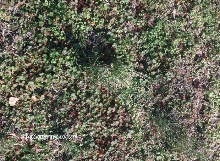 Tackle the weeds if you want a lush green lawn.