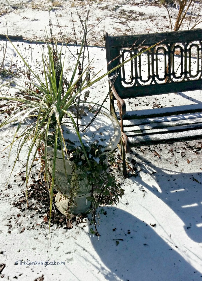 This frozen planter still shows signs of life