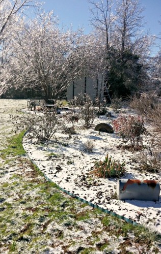 My side garden in North Carolina is a winter wonderland this week.