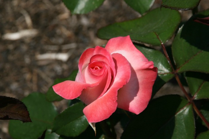 Gemini Rose
