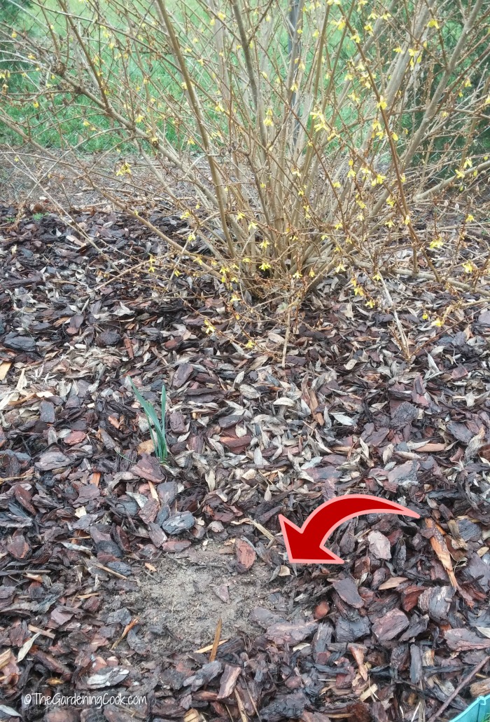 Top up mulch on bare spots in garden beds