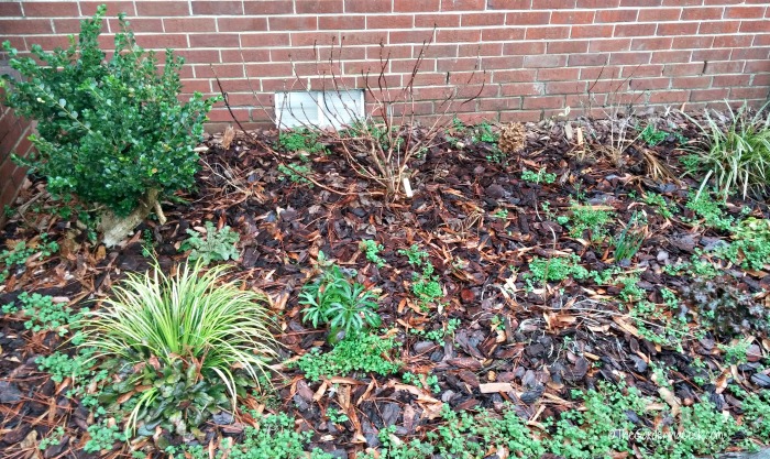 Spring is a good time to weed your borders