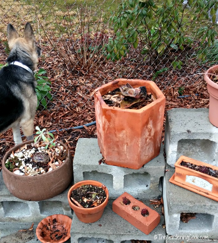 Clean up clay pots in early spring