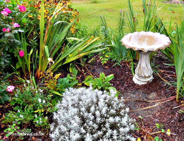 One of the early spring tasks in my yard is to clean my birdbath to encourage the early birds 
