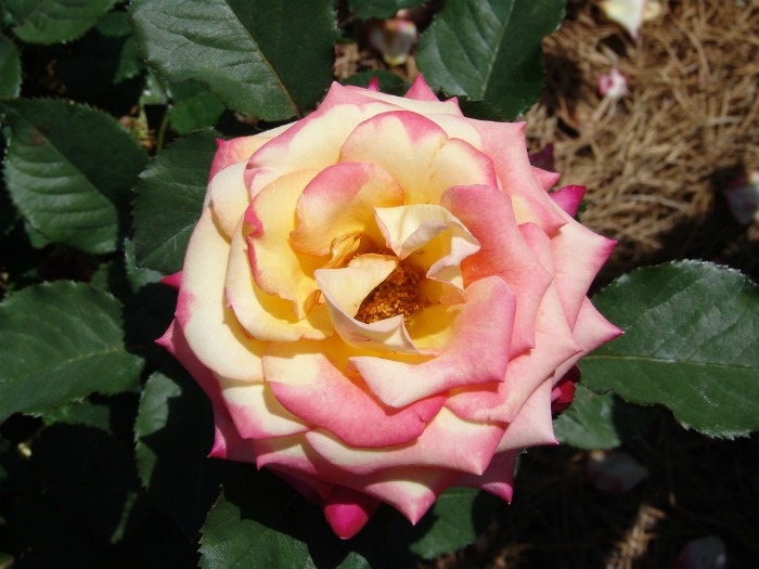 Dream Come True Rose