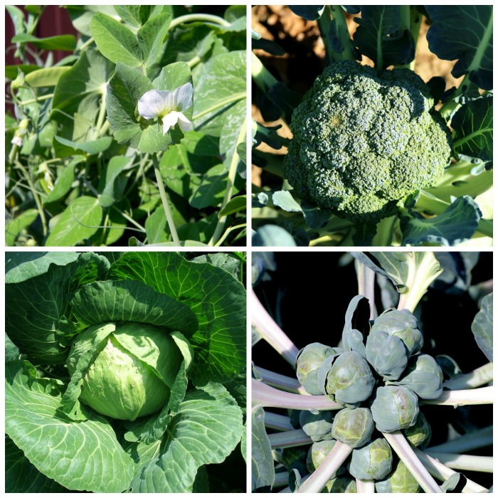 Plant cool loving vegetables in early spring