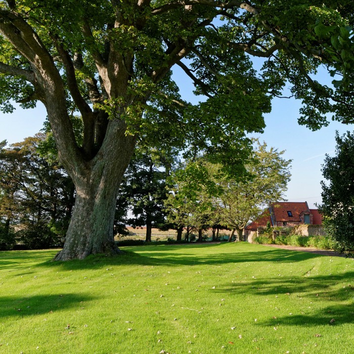 12 Lawn Care Tips