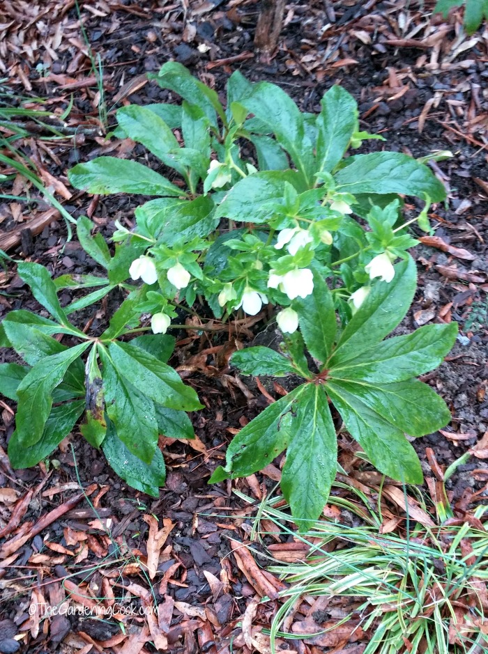 Divide perennials in early spring.