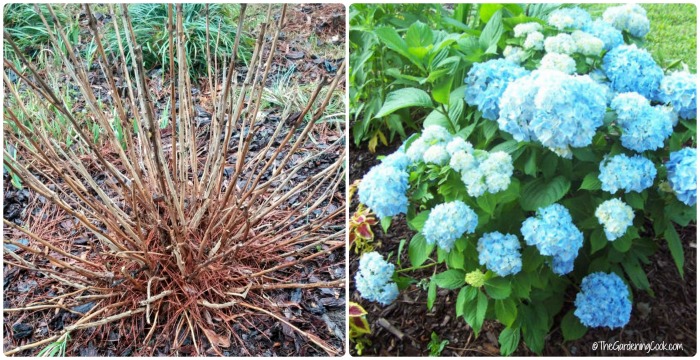 Prune out the dead wood for a gorgeous hydrangea later