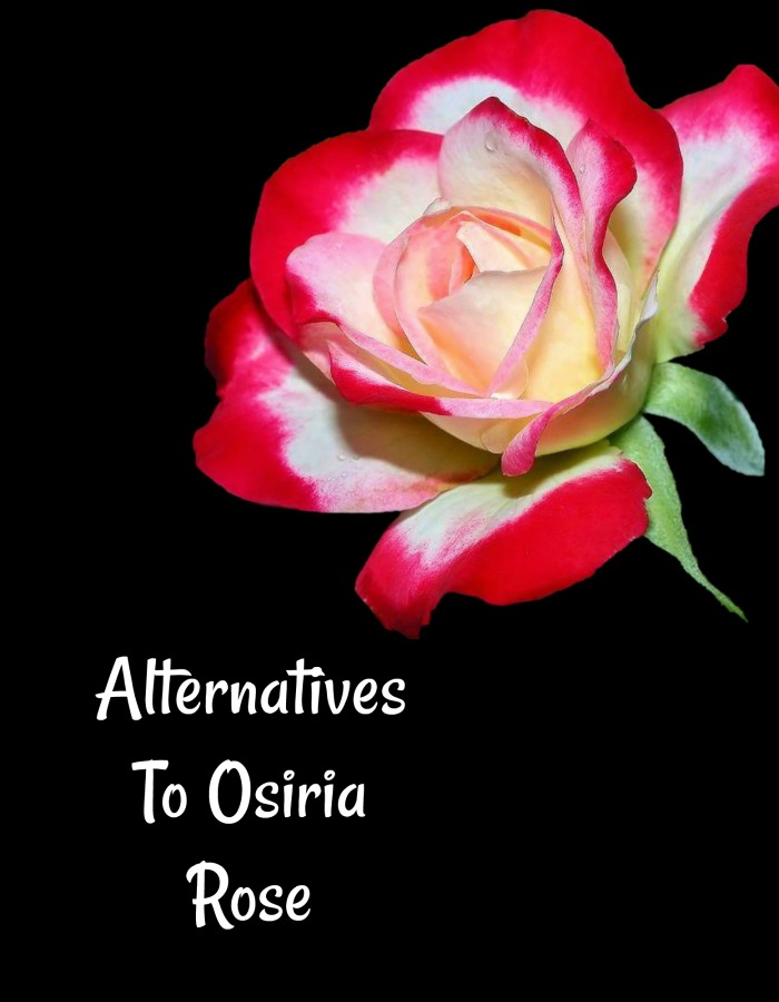 Easier growing alternatives to Osiria rose