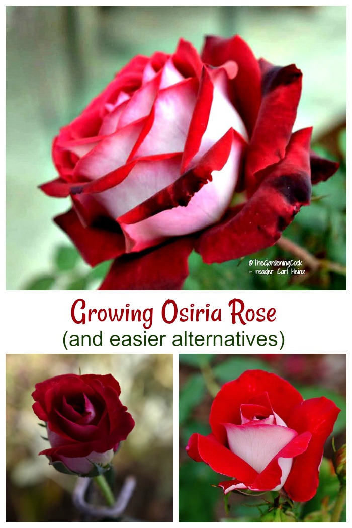 These Osiria rose care tips will help you grow the finicky rose and also give some alternatives.