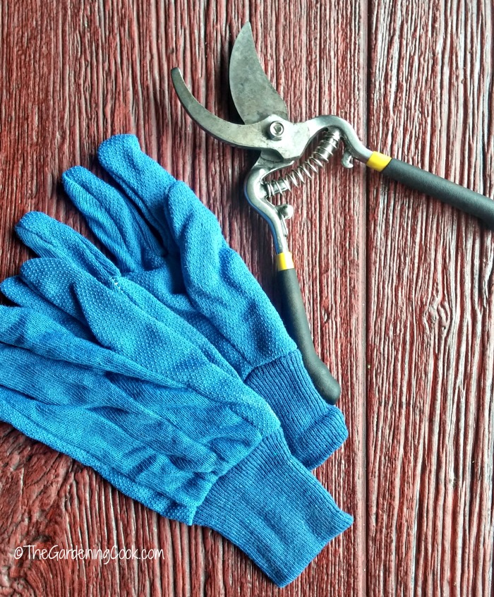 Now is the time to prune dead wood from shrubs and perennials