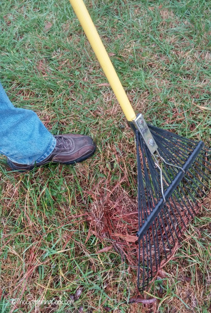 Rake the lawn to remove thatch
