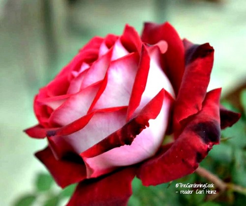 Osiria roses are heavily photo shopped on the internet. This rose is a photo from one of my readers and shows the actual color. See my tips for Osiria Rose care. the gardeningcook.com