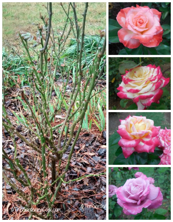 Prune those roses now