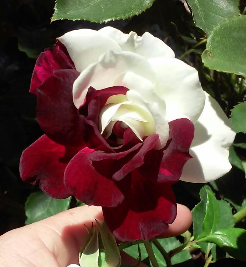 Osiria Blood Rose flower grown by one of my readers.