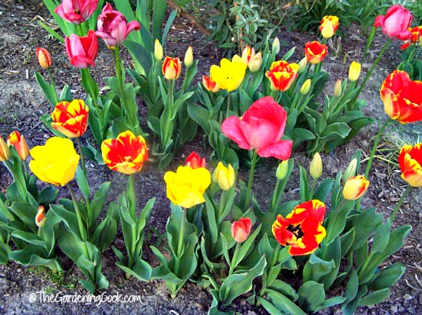 Display of spring bulbs