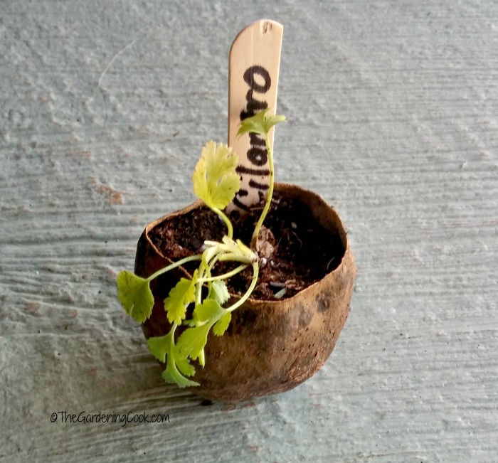 Avocado pit used as a plant pot