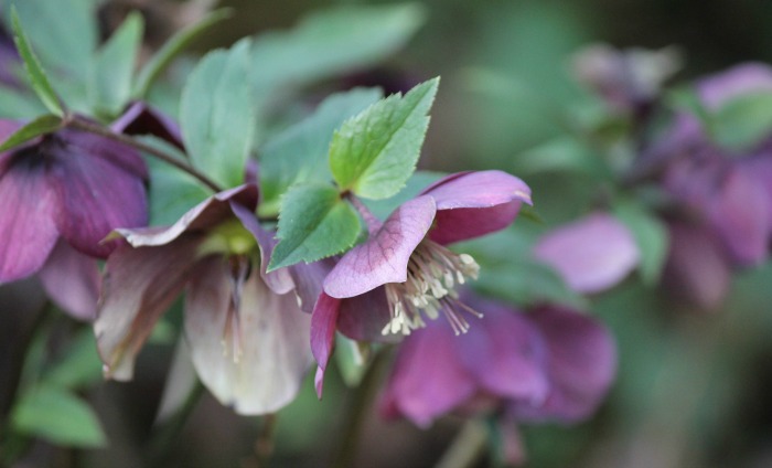 Christmas rose is also known as Helleborus.