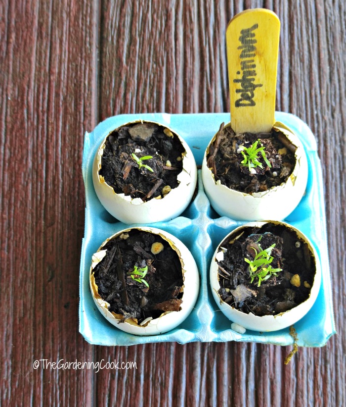 Egg shells make great seed starters