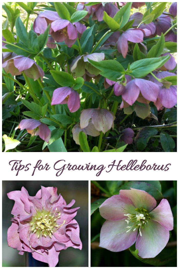 Tips for growing hellebores - also known as Lenten Rose, or Christmas Rose