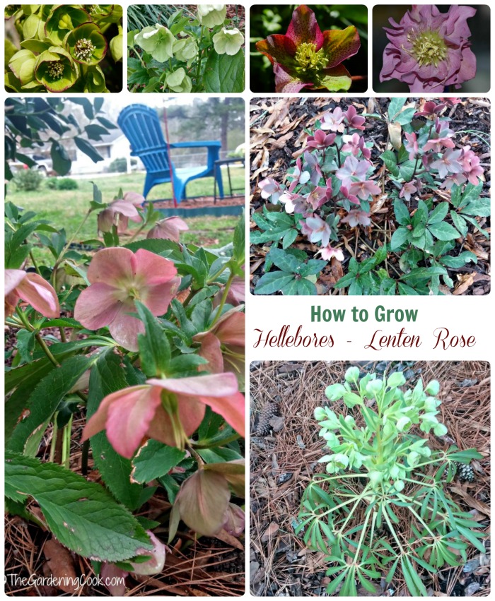If you like the idea of a plant that flowers in winter when snow is still on the ground, try growing helleborus - also known as Lenten Rose