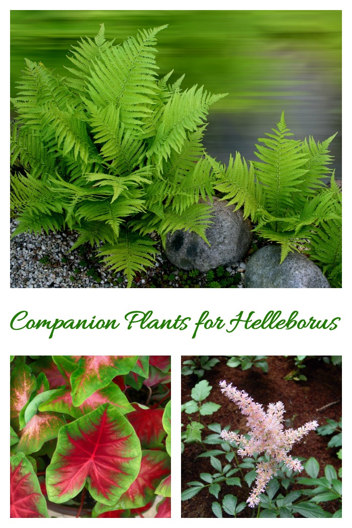 Companion plants for hellebores are those that like shady garden spots