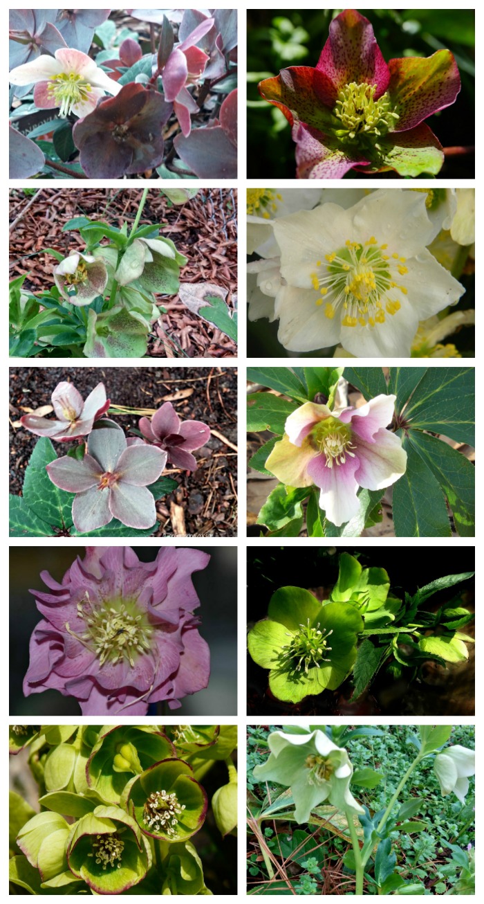 Helleborus flowers come in many colors