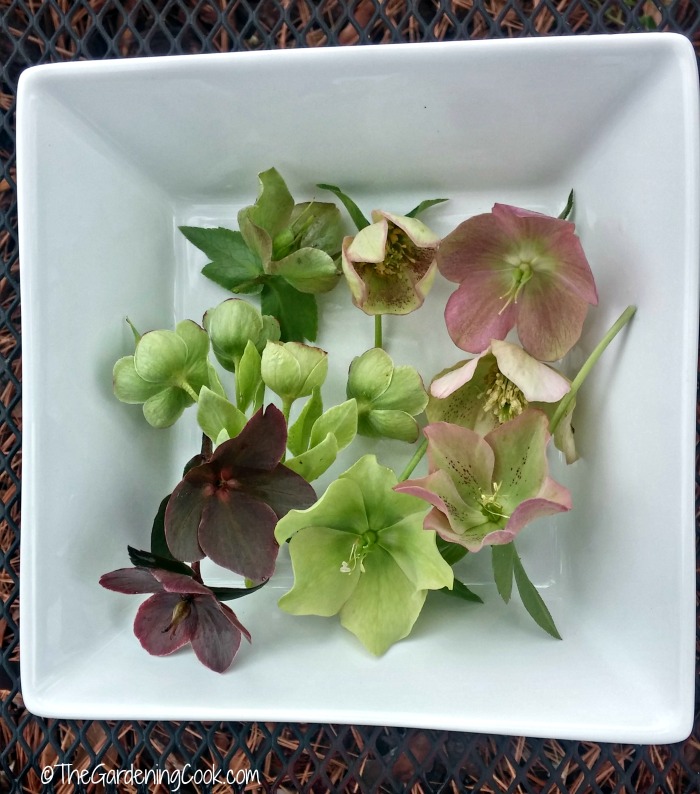 dish of helleborus flowers - Helleborus-Lenten Rose