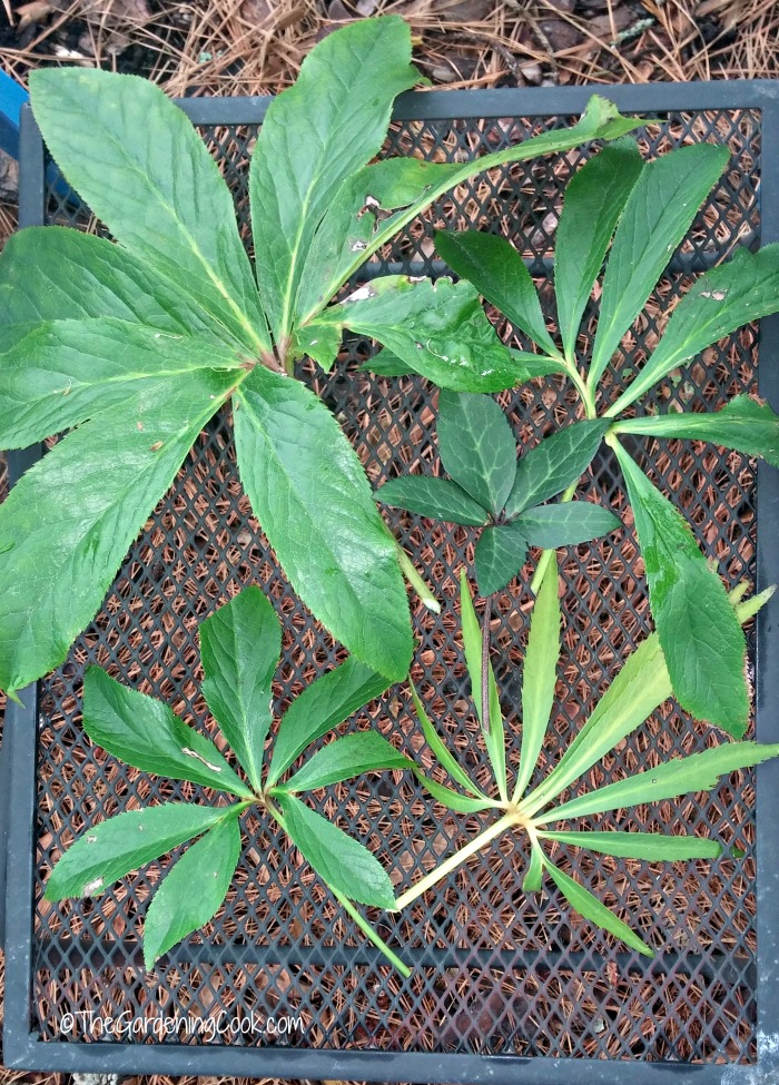 Helleborus leaves