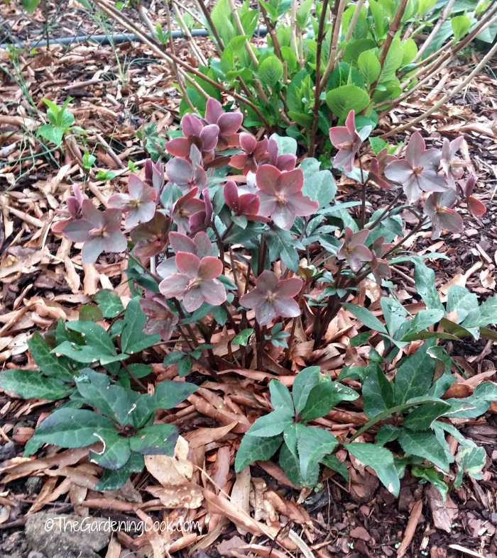 Monrovia Helleborus Winter Moonbeam - Moonbeam hybrid Christmas rose
