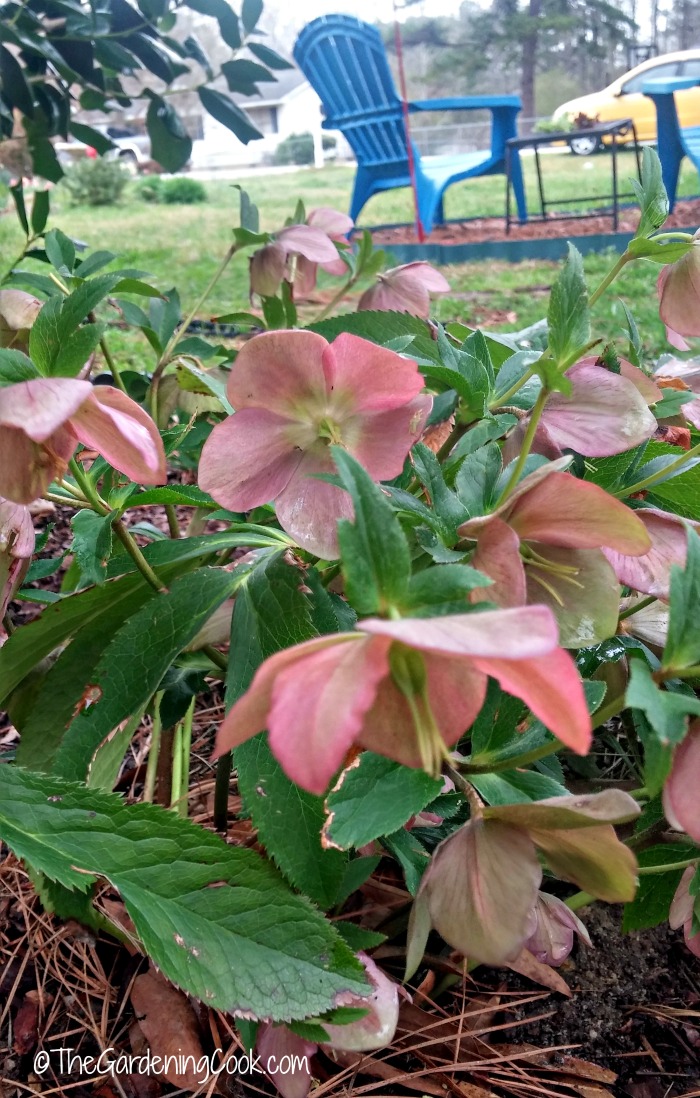 Helleborus Cinnamon snow