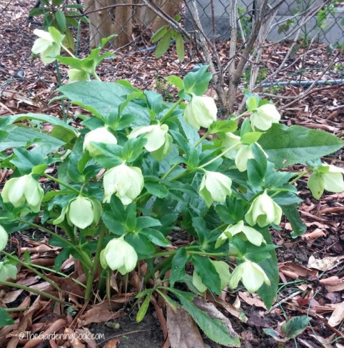 Helleborus viridis (Green Lenten Rose)