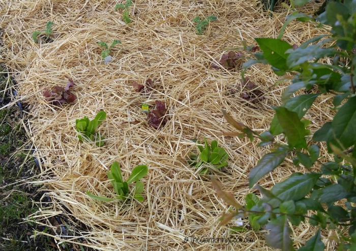 Lettuce plants in a vegetable garden