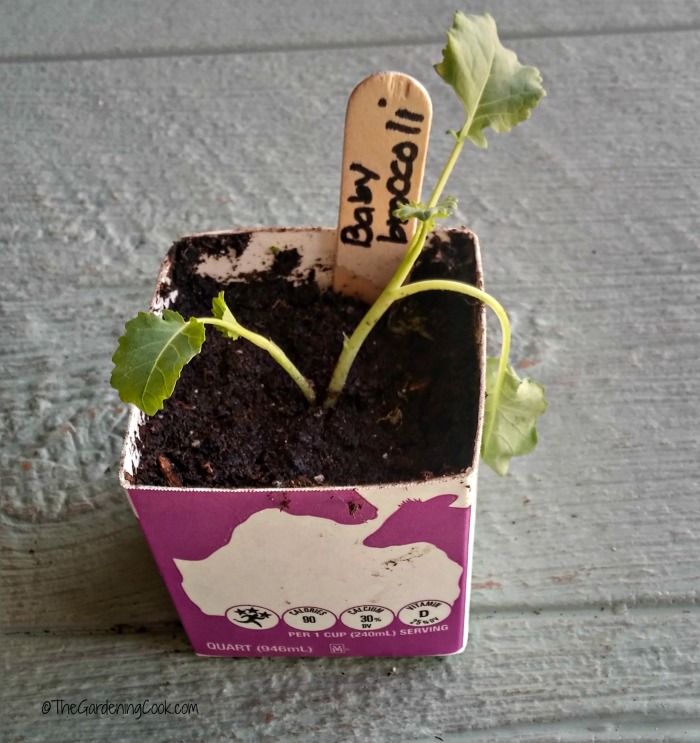 Milk carton planting pot