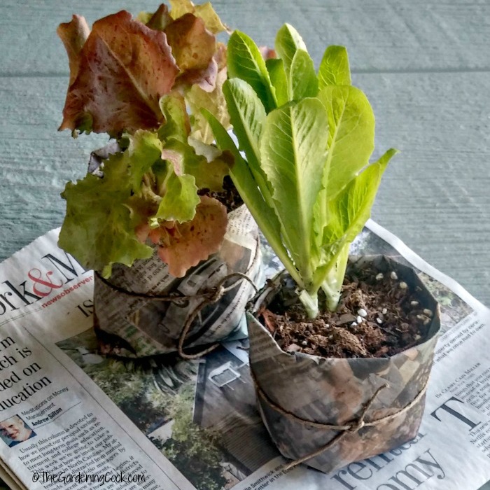 Newspaper planting pots