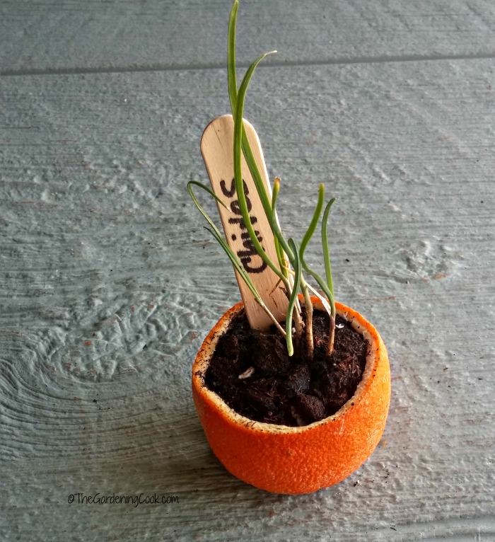 Orange Rind planting pot