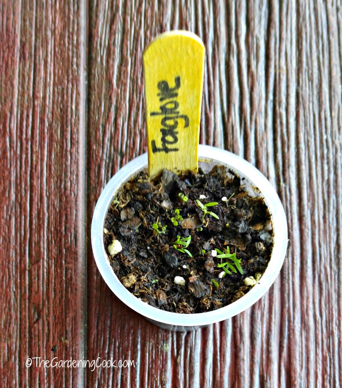 Jello and pudding cups can be used to start seeds
