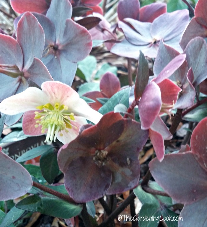 Hellebores flowers